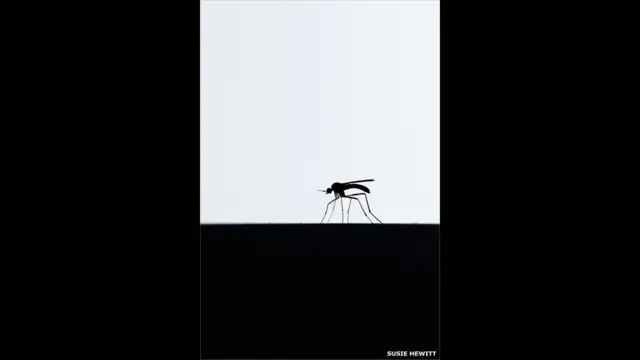 "Комар на окне". Автор - Сюзи Хьюитт