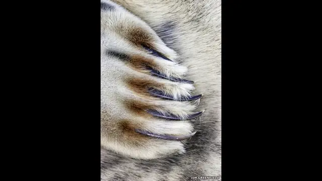 Лапа длинномордого тюленя