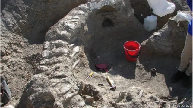 Tulang ekor sang raksasa, yang sekitar 9 meter panjangnya. 