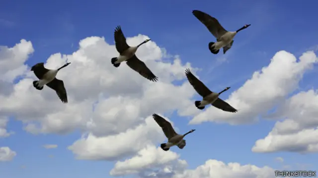 Gansos en pleno vuelo
