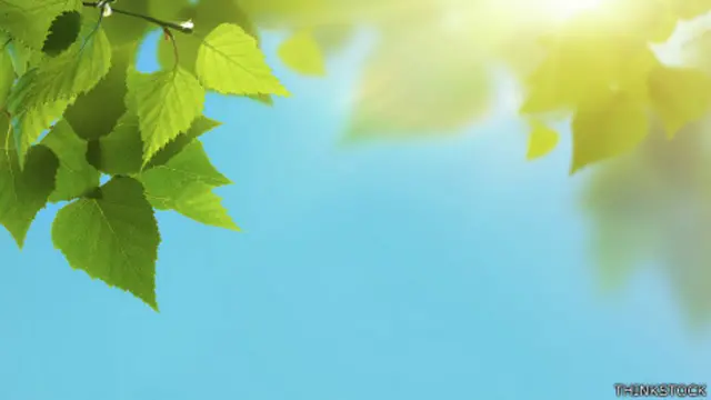 Plantas bañadas por la luz del sol