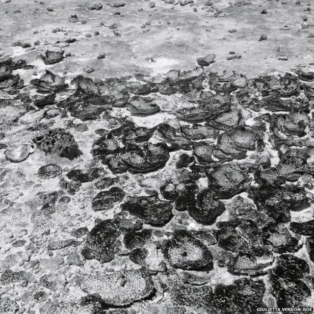 ساحل مرجانی خشک شده قبل از مد دریا