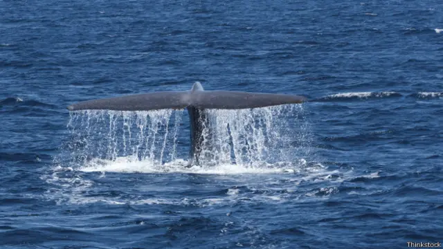 ब्लू व्हेल