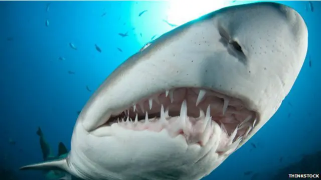 شارک مچھلیوں کے بارے میں طرح طرح کی باتیں ہوتی ہیں تازہ معلومات کے مطابق آدم خور شارک مردوں کا زیادہ شکار کرتی ہیں