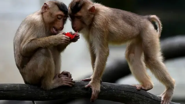 مختلف طبقے کے بندروں کے دماغ کی ساخت بھی مختلف