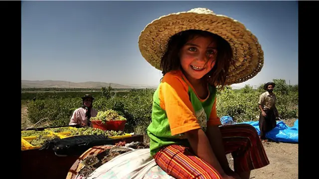 برداشت انگور و تولید کشمش به صورت سنتی در تاکستان‌های ملایر