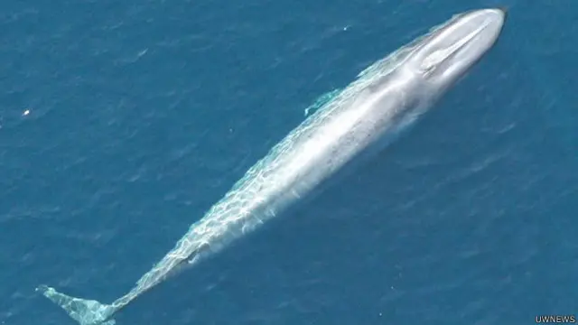 व्हेल मछली