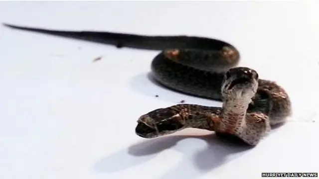 दोमुंहा सांप