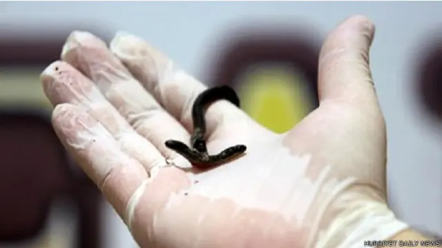 दोमुंहा सांप