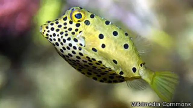 Рыба-кузовок