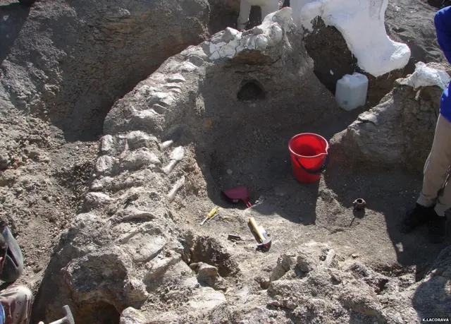 डायनासोर का जिवाश्म