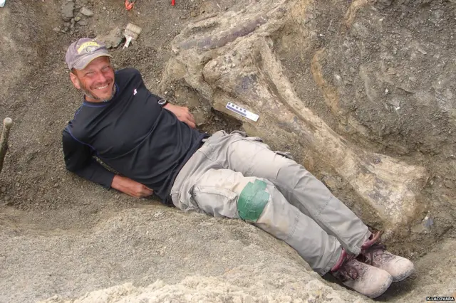 डायनासोर का जिवाश्म