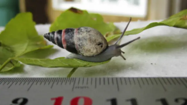 Siput Aldabra