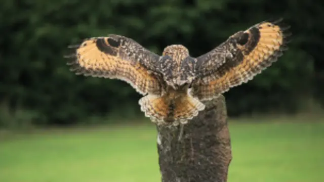 Foto de Oliver Hellowell (BBC)