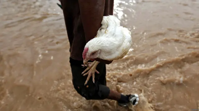 अपने मुर्गे के साथ जाता एक पीड़ित