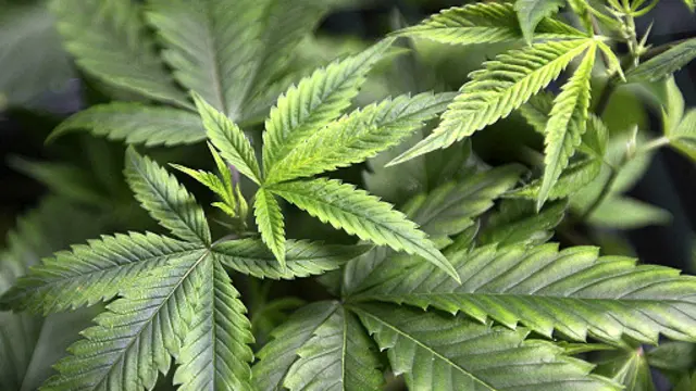 Melalui undang-undang mariyuana, dedaunan itu bisa dibakar dan diisap untuk kepentingan pengobatan.