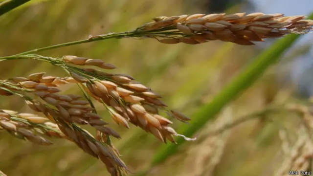 छत्तीसगढ़ में चावल