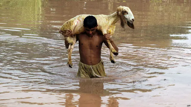 سیلاب سے متاثرہ علاقوں میں لوگوں کی املاک کو شدید نقصان پہنچا ہے اور سب سے زیادہ نقصان مال مویشیوں کو ہوا ہے۔ ملتان میں ایک شخص اپنی بکری کو محفوظ مقامات پر پہنچانے کی کوشش میں۔