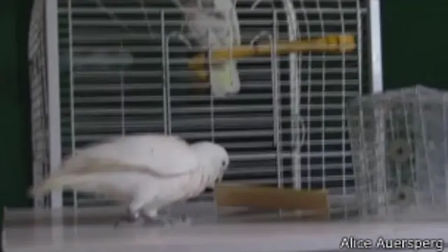 Cacatuas (Alice Auersperg)