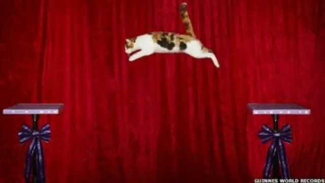 Kucing Alley ini bisa dapat medali emas jika ikut nomor lompat jauh Olympiade kucing 