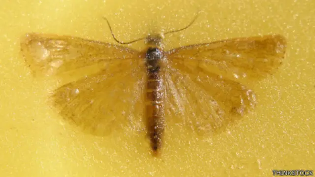 Polilla de la cera