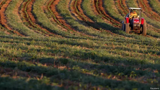 Plantação brasileira de café (Reuters)