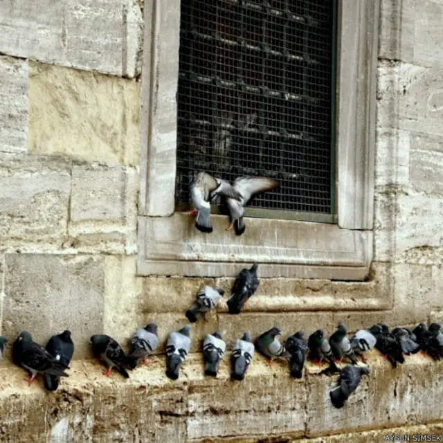 Aysun Şimşek'ten "Pencerelerin kadim dostları" 