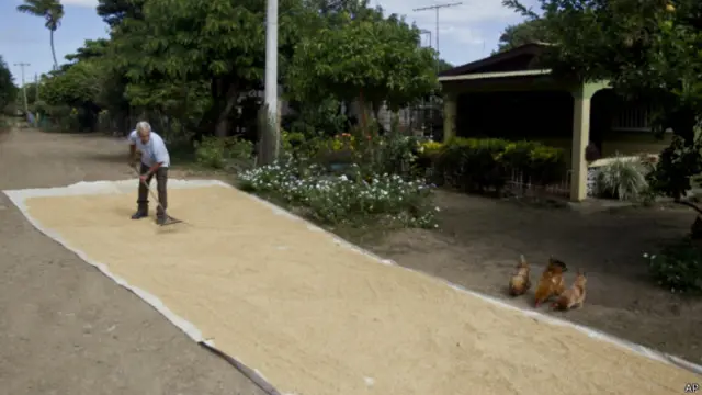 81岁的退休机械师在里瓦斯的家外晒大米（05/12/2013）