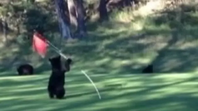 Ursinho brincou no campo e ainda levou uma bolinha