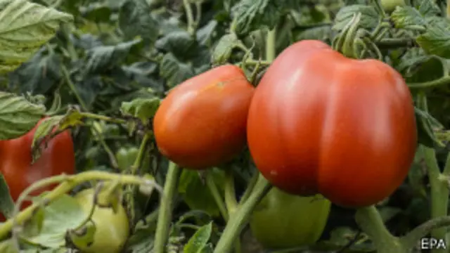 Именно в Израиле придумали технологию капельного орошения