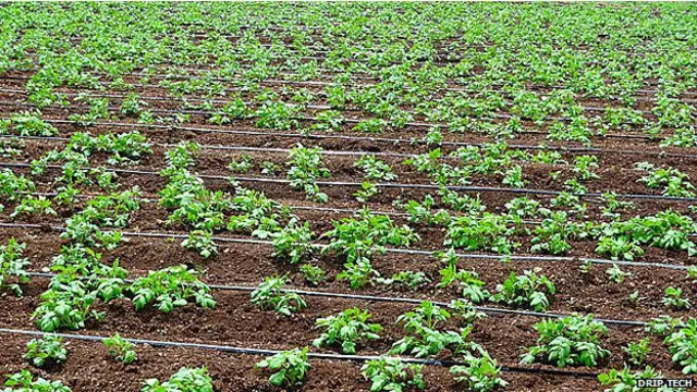 सिंचाई की ड्रिप तकनीकी