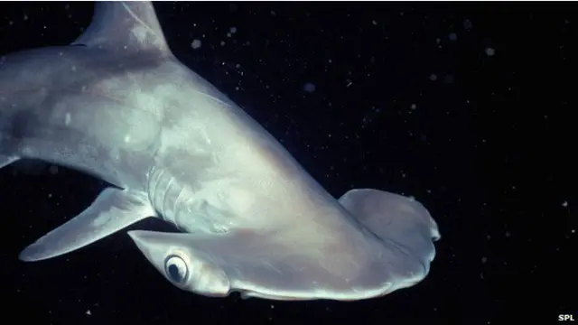 منتارے مچھلیوں کے گلز کو چینی دواؤں میں استعمال کیا جاتا ہے