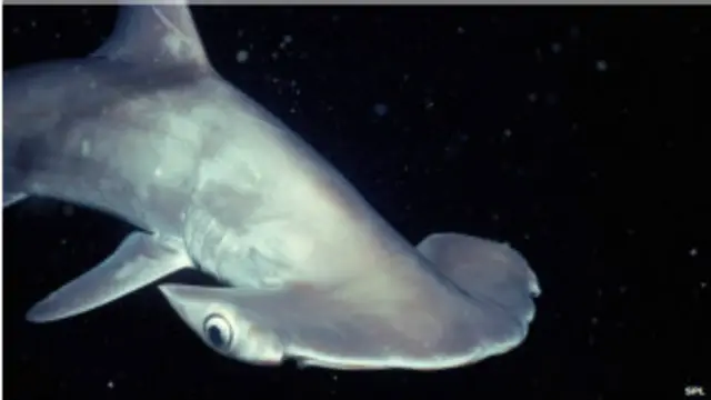 शार्क मछली का अध्ययन