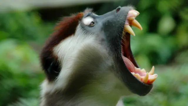 Обезьяна в "красной шапочке"