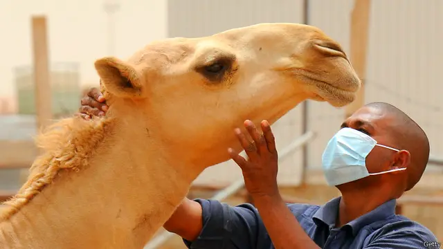 Unta-unta dromedari, bukan hanya di Semenanjung Arab namun juga di Afrika, memiliki antibodi penetralisir, yang berarti mereka pernah terinfeksi MERS atau virus lain yang sangat mirip. 
