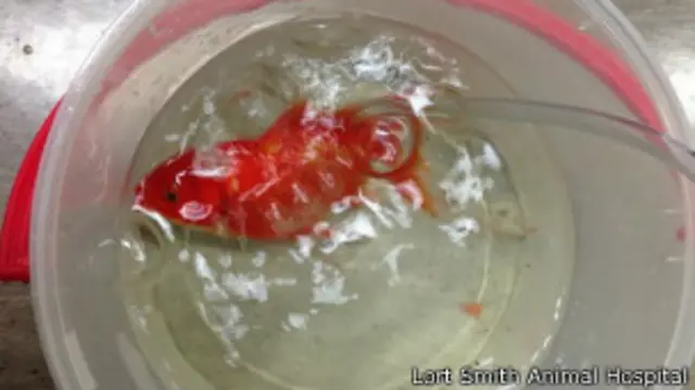 Золотая рыбка после операции