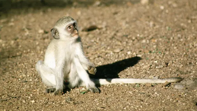 Baby vervet monkey