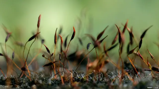 Paisaje en miniatura