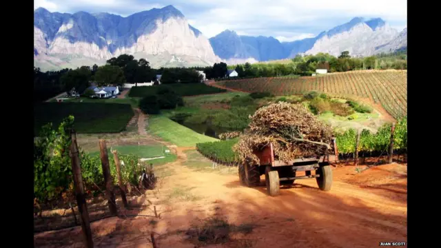 Viñedo en Sudáfrica