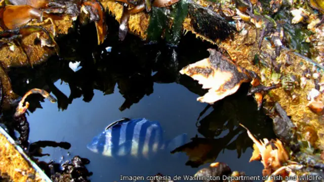 El pez en su ecosistema