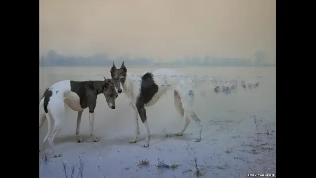 د فیستیوال په ترڅ کې به د اکسفورډ د ښار په یوې سینما کې به یو شمېر هغه فلمونه هم نندارې ته وړاندې شي چې د انځورونو په موضوع را څرخي. دغه وړیا فیستیوال به د اکتوبر تر پنځمې دوام لري. 