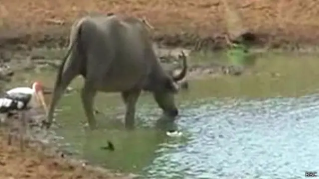 ඉඩෝරයෙන් පීඩා විඳින යාල වනෝද්‍යානයේ වනසතුන් (සංරක්ෂිත ඡායාරූපයක්)