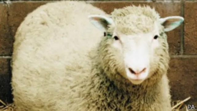 Ovelha Dolly | Crédito: PA
