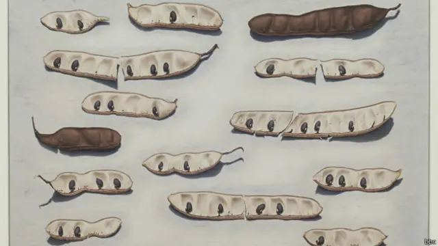 Lukisan cat air berjudul kacang polong ini merupakan karya Sigrid Muller yang meraih juara dua.