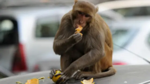 بندر کے لئے رکھی گئی دعا میں ہزاروں دیہاتوں نے شرکت کی۔ 