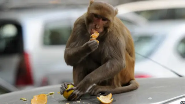 توجد قردة المكاك في شتى أرجاء الهند