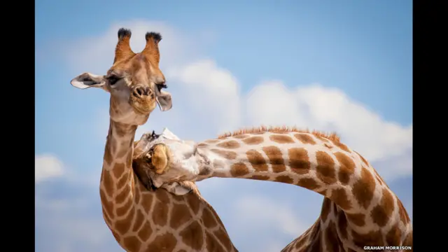Cuộc thi có sáu hạng mục dành cho người lớn và trẻ em. Bức ảnh Unfriendly Necking của Graham Morrison đứng đầu hạng mục Khoảnh khắc Hoàn hảo.