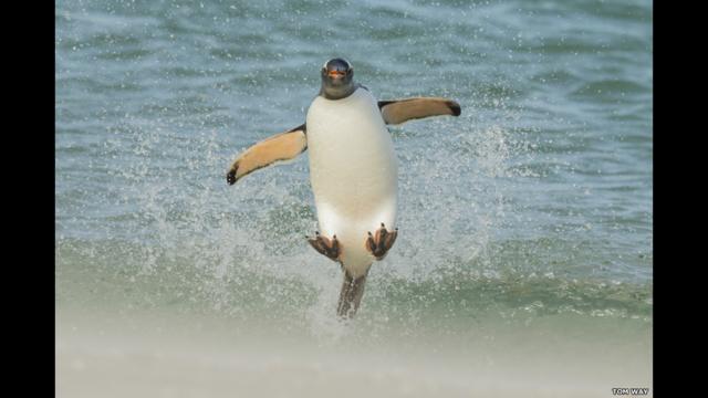 Un pingüino papúa saltando sobre las olas, de Tom Way.