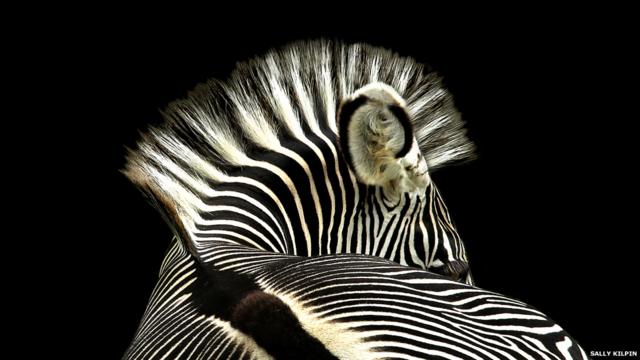 Zebra, de Sally Kilpin.