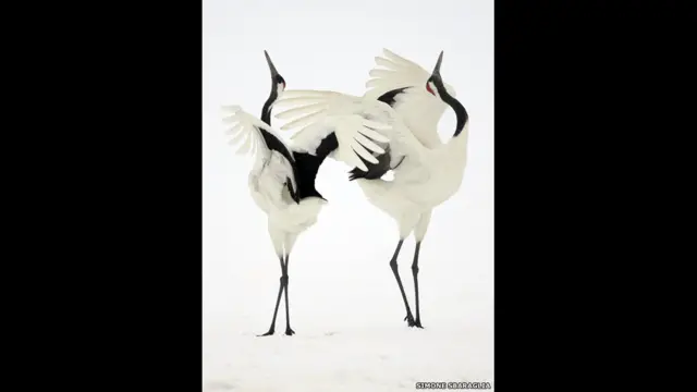 Giải nhất mục Chim và Ong thuộc về Simone Sbaraglia với ảnh đôi sếu Nhật Bản đang tán tỉnh nhau.